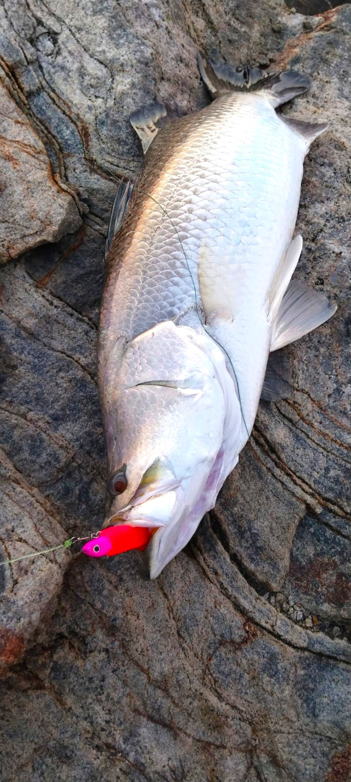 Murrvy FeenZ105 -4inch |8gms| Soft Lures