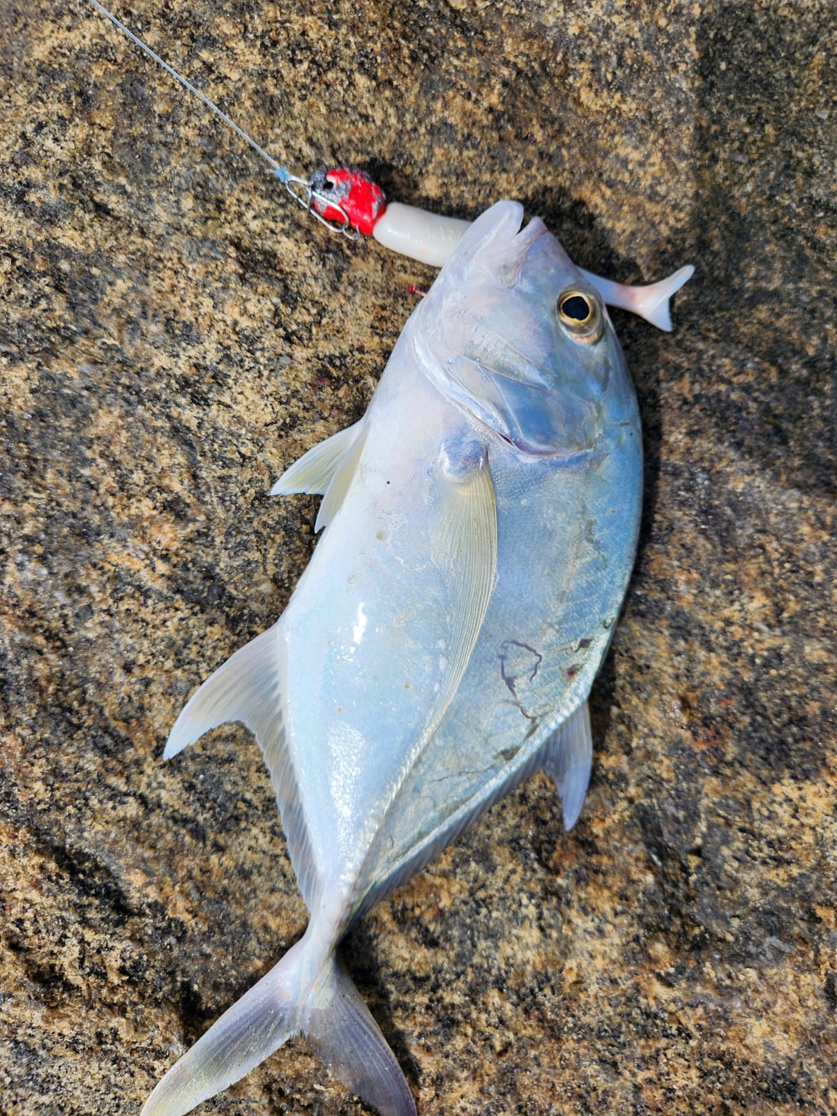 Murrvy FeenZ105 -4inch |8gms| Soft Lures