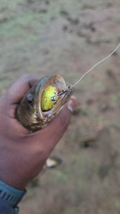 Lures Factory Thailand Made Bufo Frog Combo